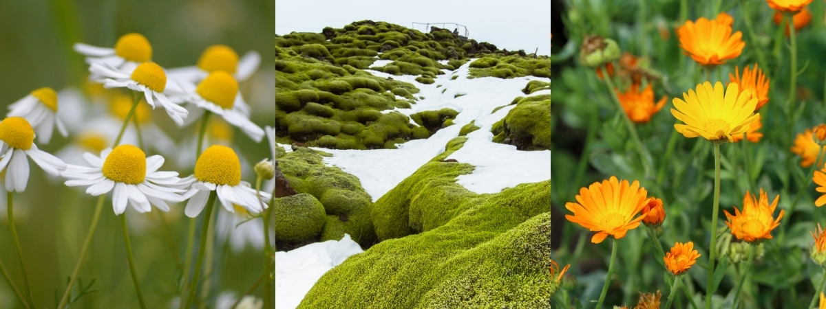kamille, IJslands mos en calendula in natuurlijke huidverzorging