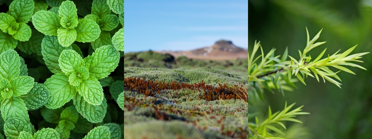 Pepermunt, IJslands mos en tea tree in Lippenbalsem Ice