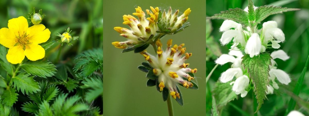 Zilverschoon, wondklaver en witte dovenetel: drie kruidenextracten in de natuurlijke handcrème van Purity Herbs.