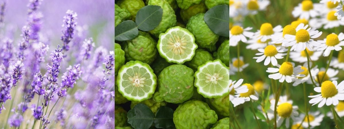Lavendel, bergamot en kamille als natuurlijke geurbronnen in cosmetica